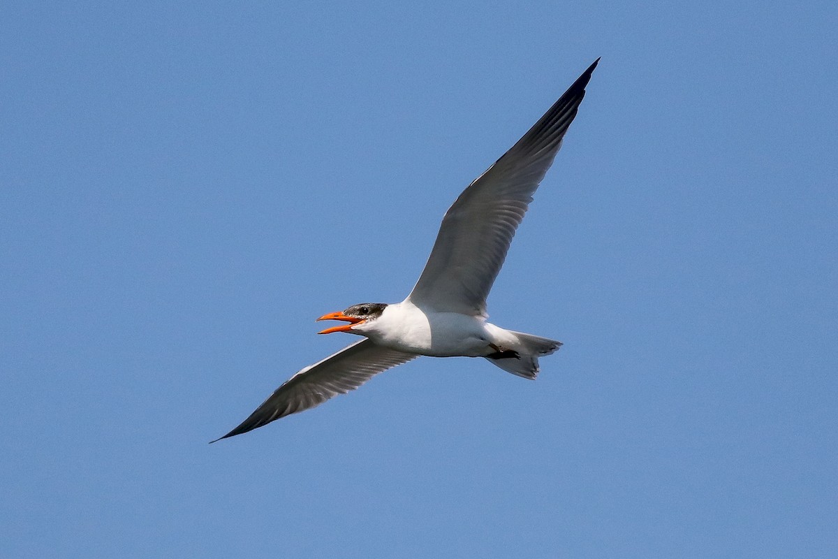 Caspian Tern - ML171704651