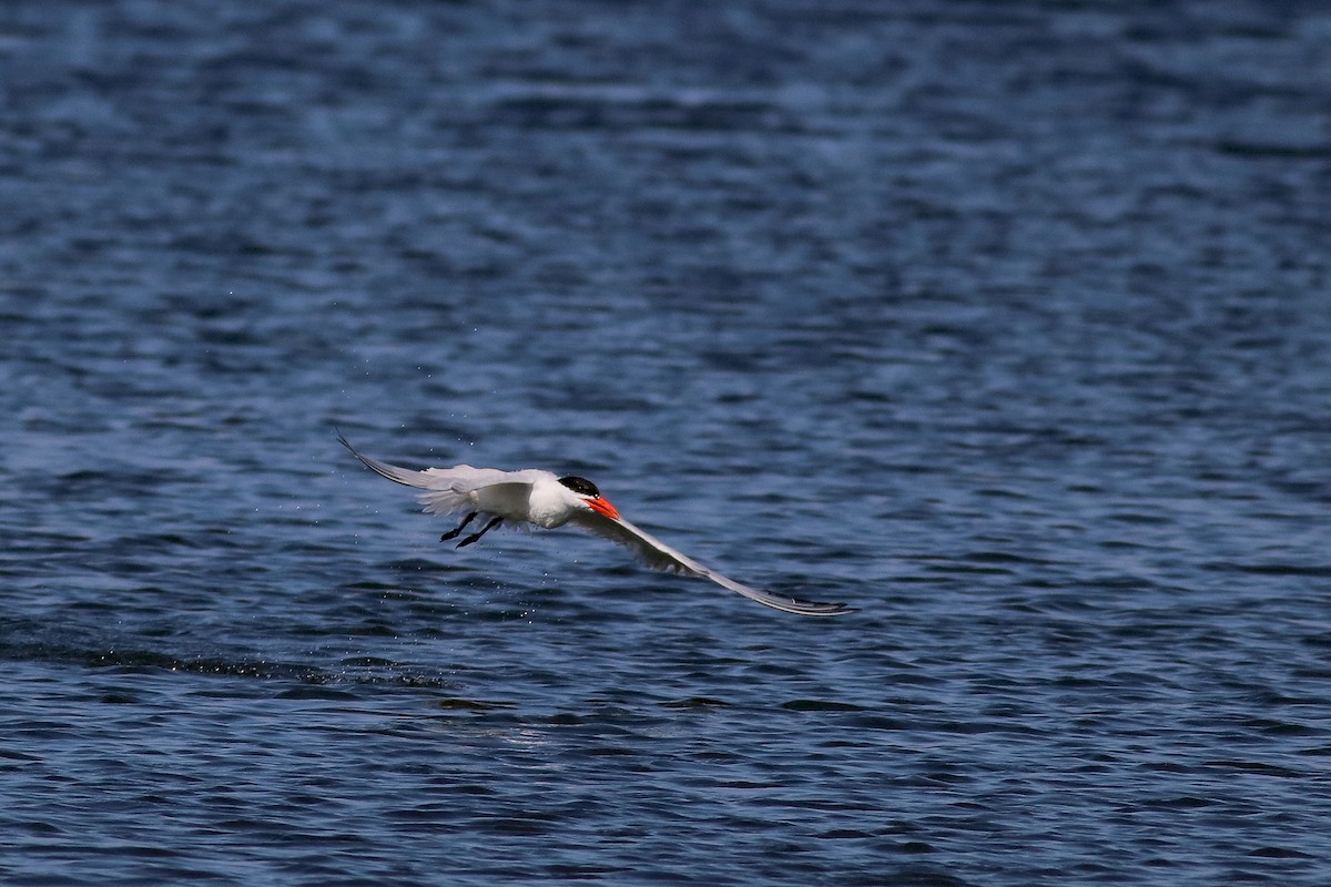 Caspian Tern - ML171704661