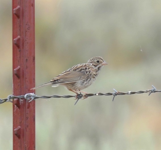 Vesper Sparrow - Dave Trochlell
