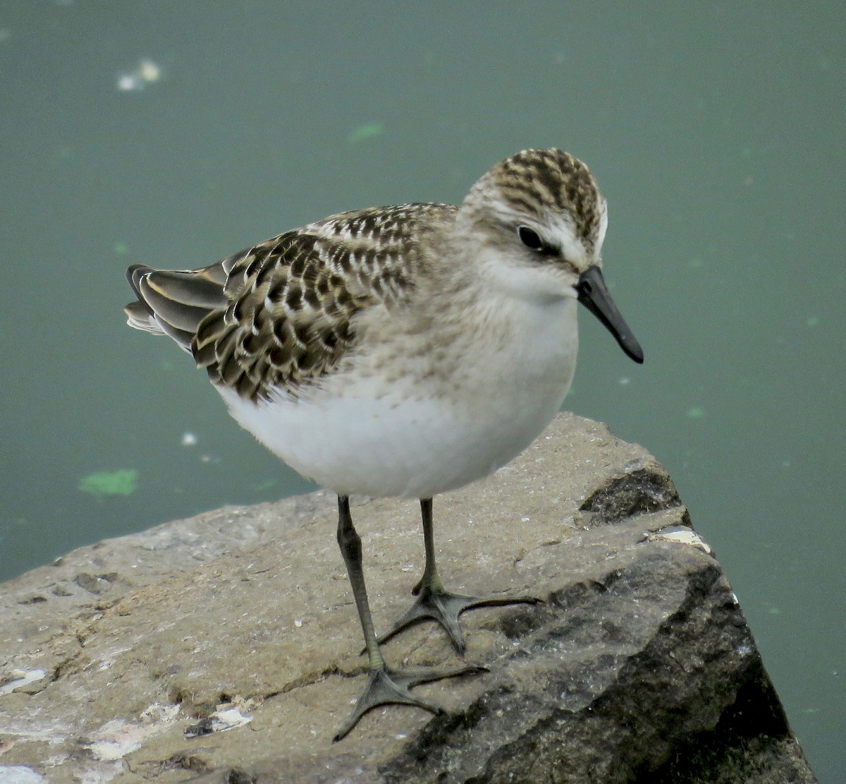 Semipalmated Sandpiper - Molly Sultany