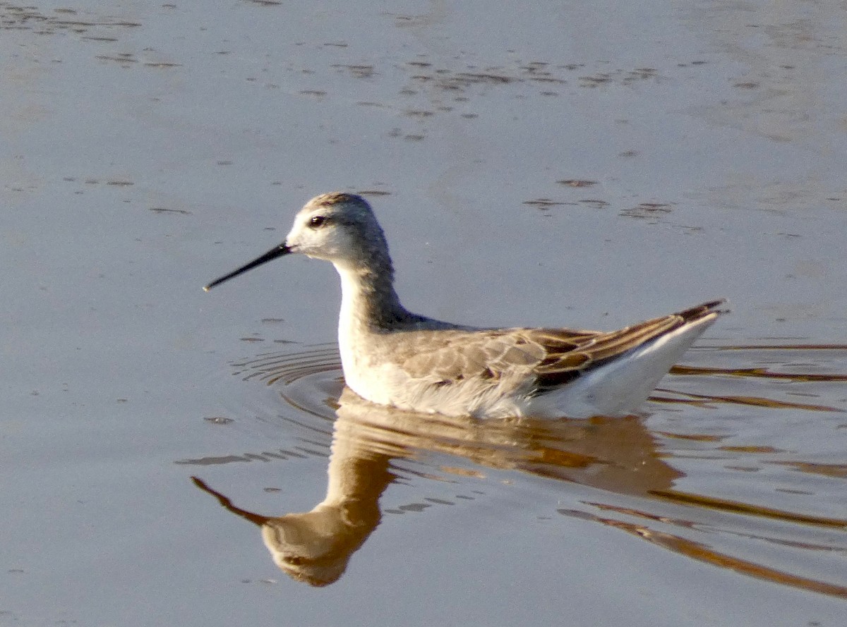 Falaropo Tricolor - ML171707191