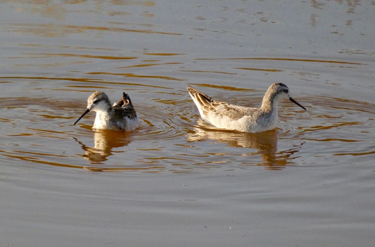 Phalarope de Wilson - ML171707261