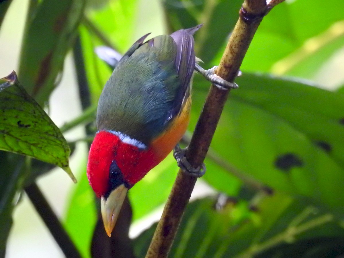 Red-headed Barbet - ML171707371