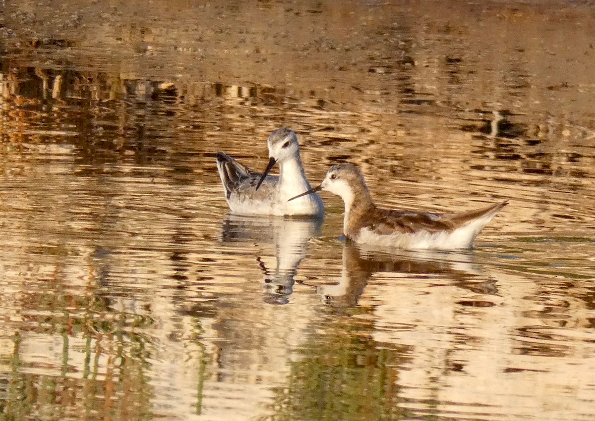 Wilson's Phalarope - John Callender