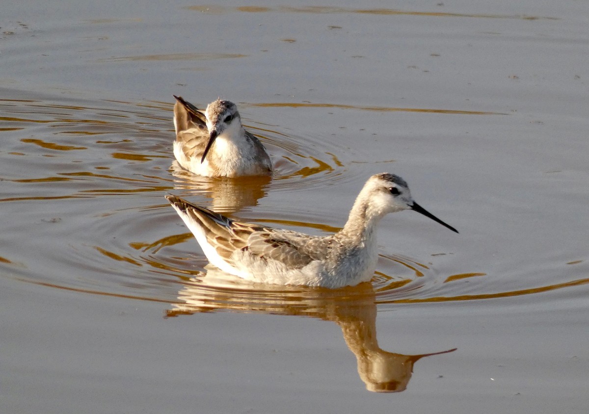 Falaropo Tricolor - ML171707471