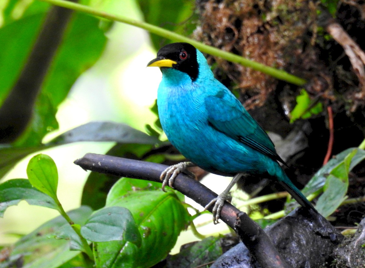 Green Honeycreeper - Luis Rodriguez