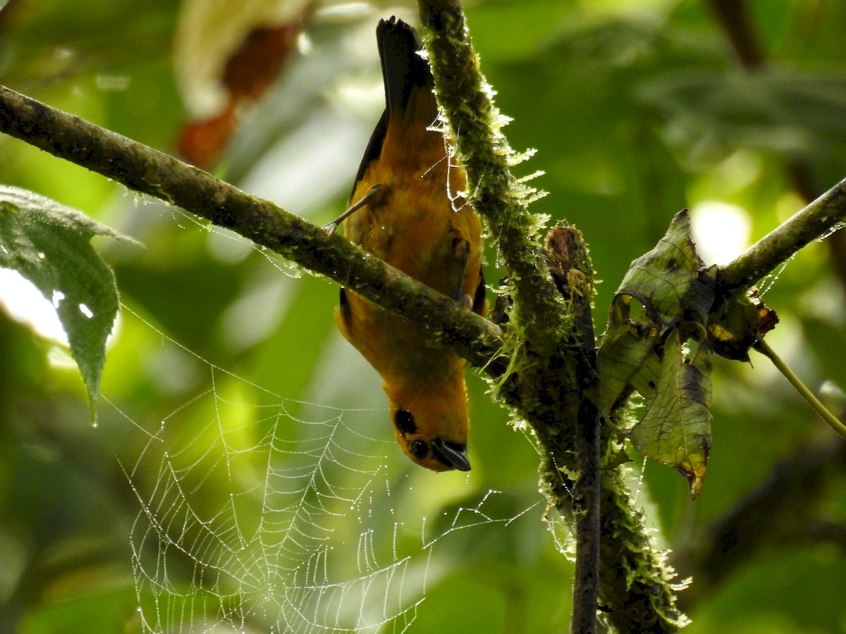 Golden Tanager - Luis Rodriguez