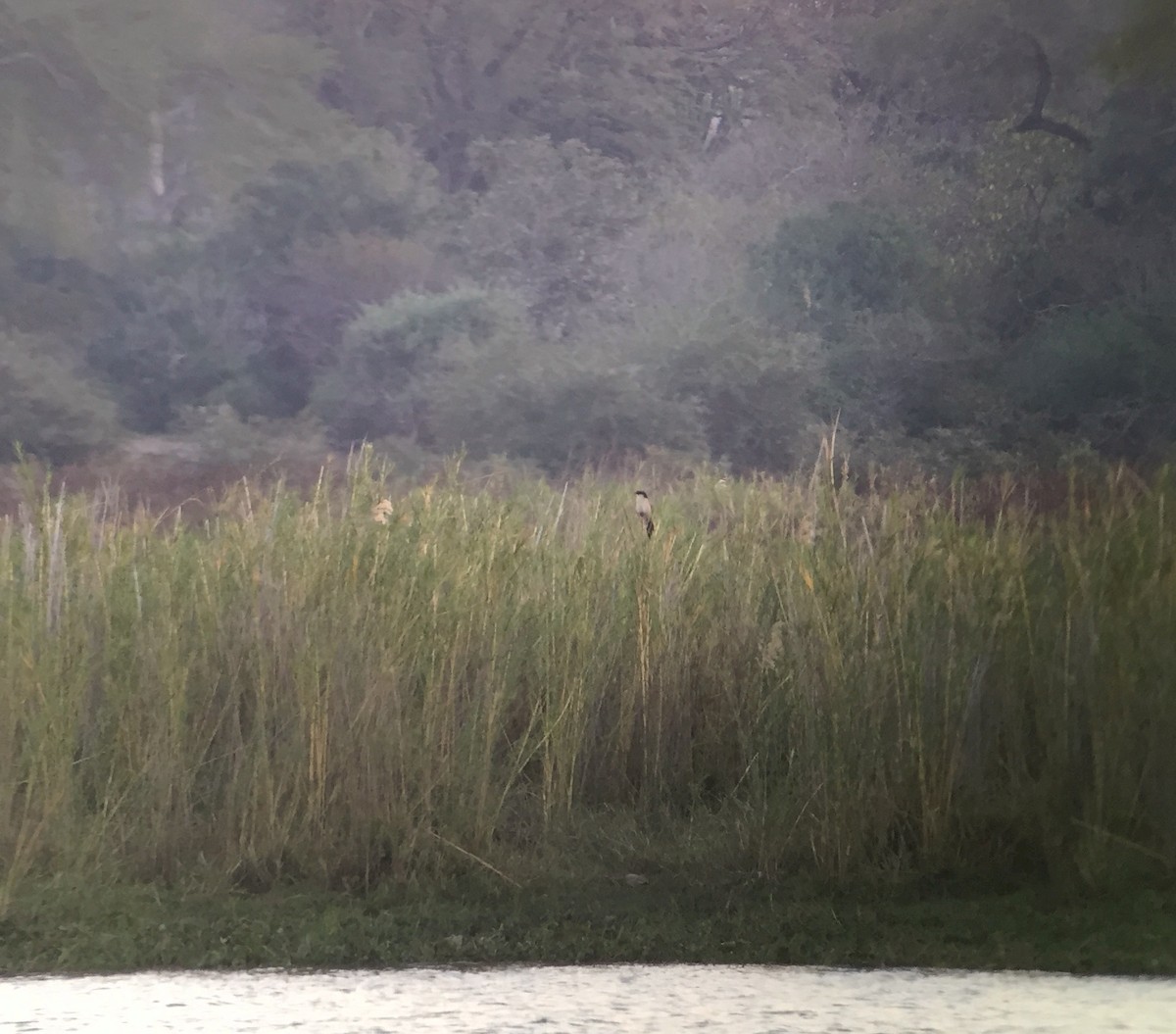 Senegal Coucal - ML171712341