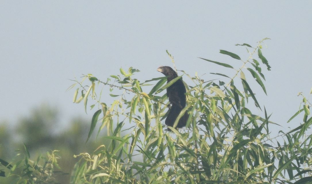 Smooth-billed Ani - ML171714911