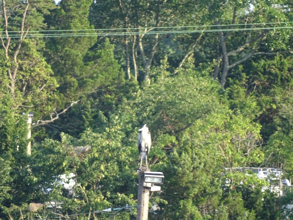 Great Blue Heron - Jim Priest