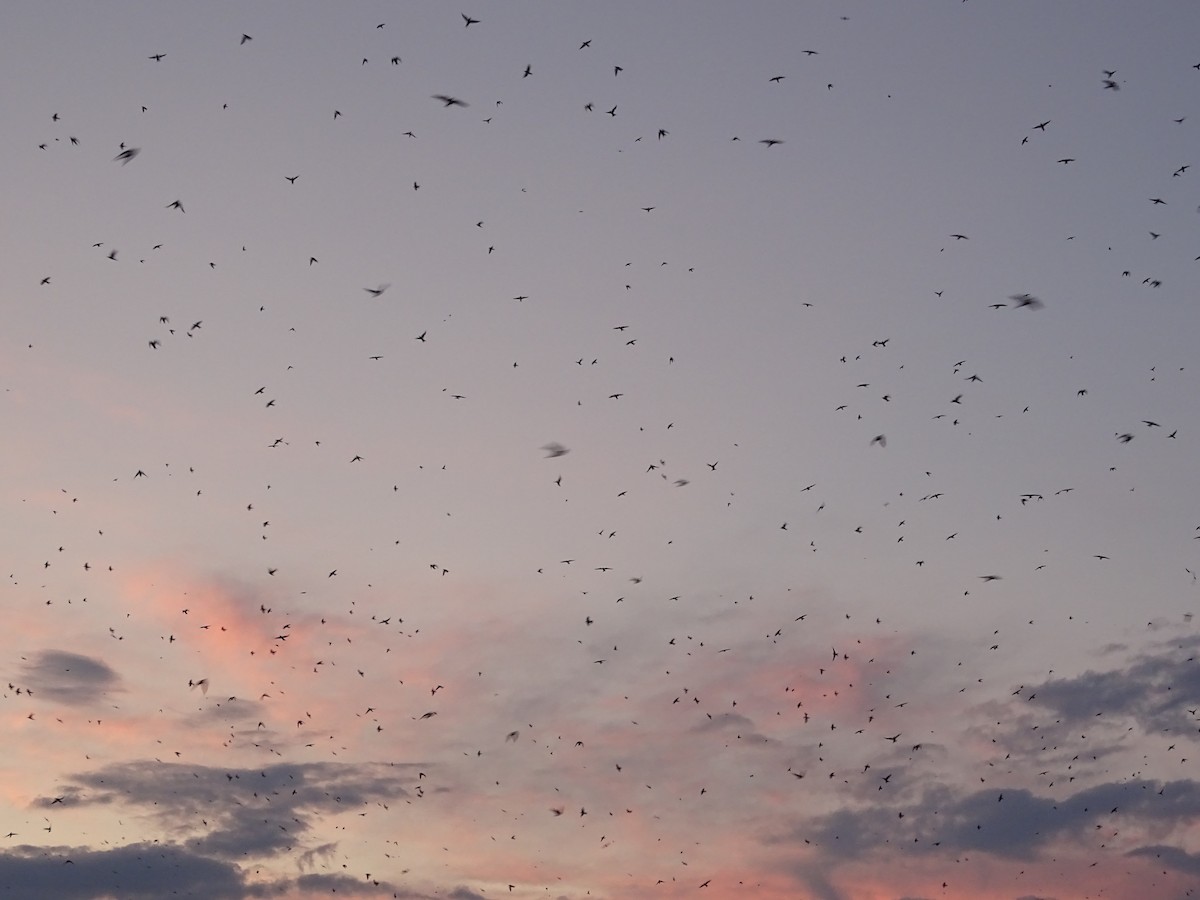 Purple Martin - Jim Priest