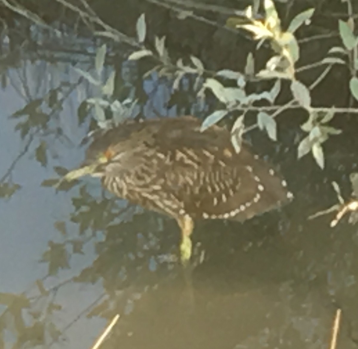 Black-crowned Night Heron - ML171717421