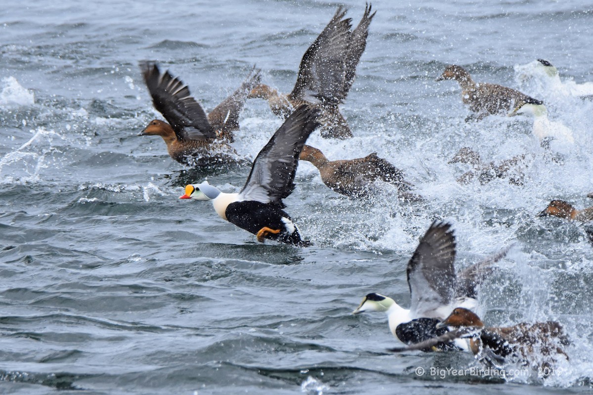 Eider à tête grise - ML171721741