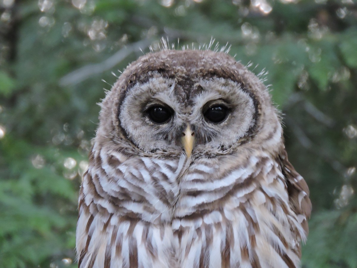 Barred Owl - Aaron Roberge