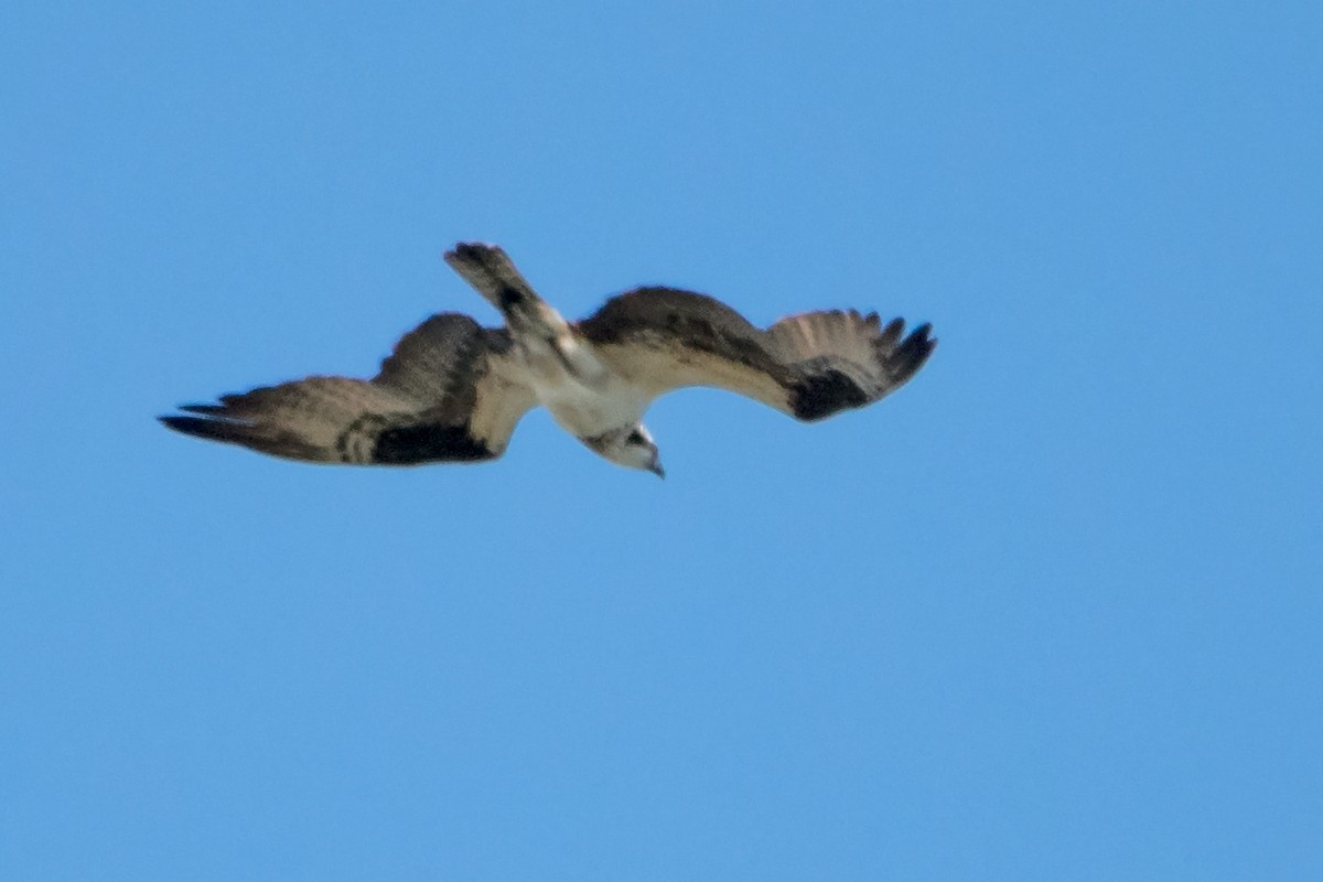 Balbuzard pêcheur - ML171723851