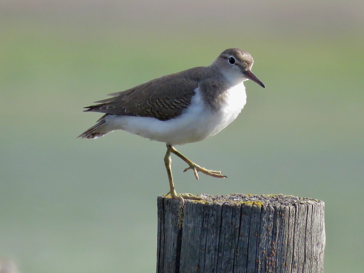 Spotted Sandpiper - Nick Swan