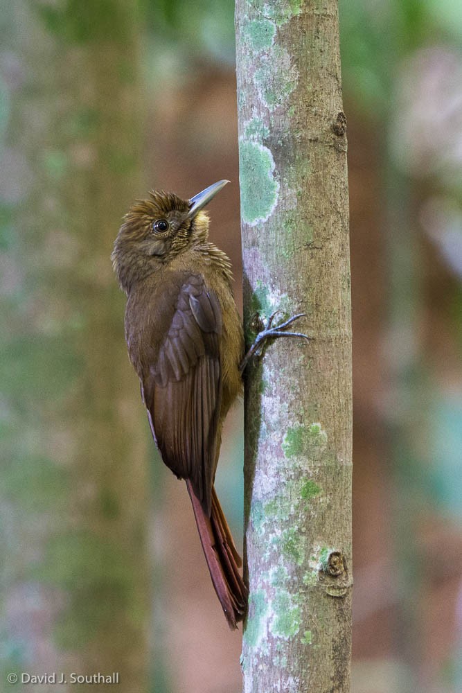 Plain-winged Woodcreeper - ML171724461