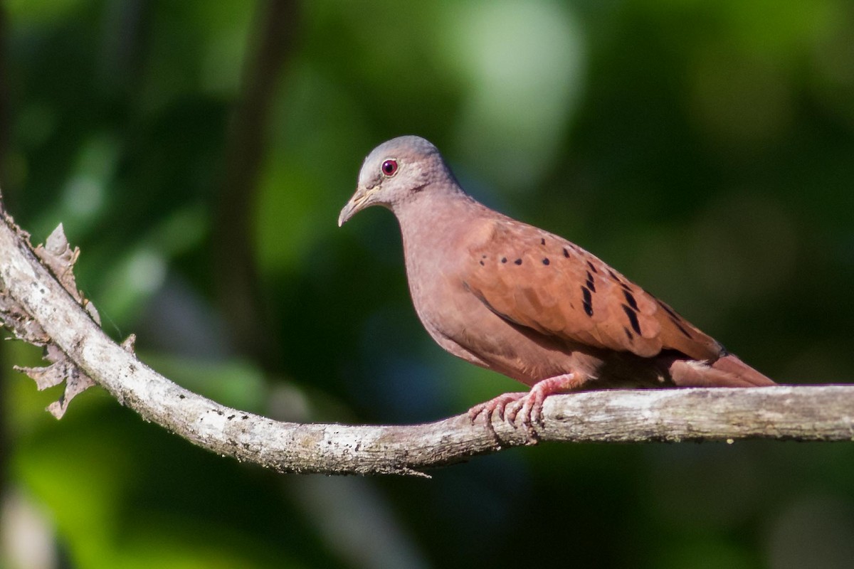 Ruddy Ground Dove - ML171725111