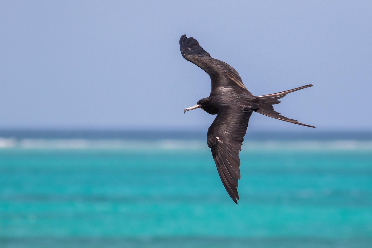 Magnificent Frigatebird - ML171725201