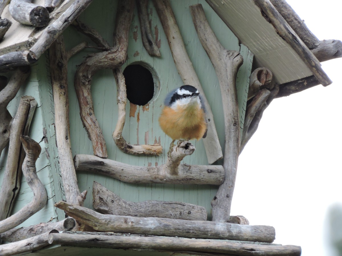 Red-breasted Nuthatch - ML171725241