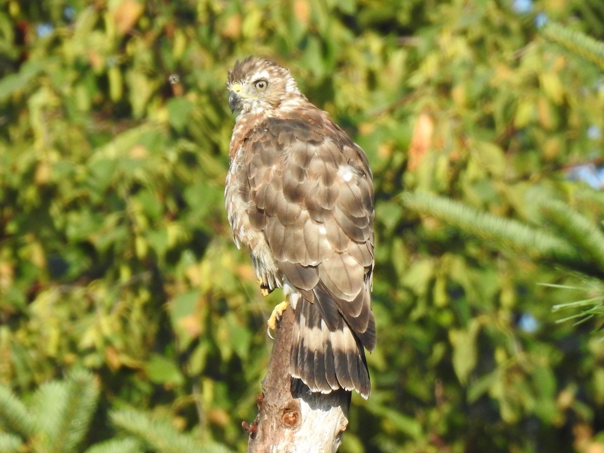 Broad-winged Hawk - ML171725311