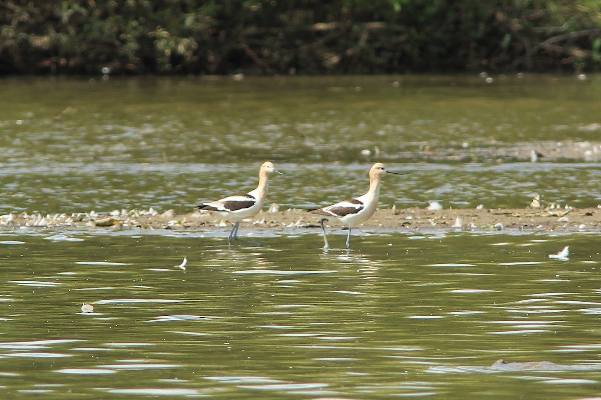 Avocette d'Amérique - ML171725751