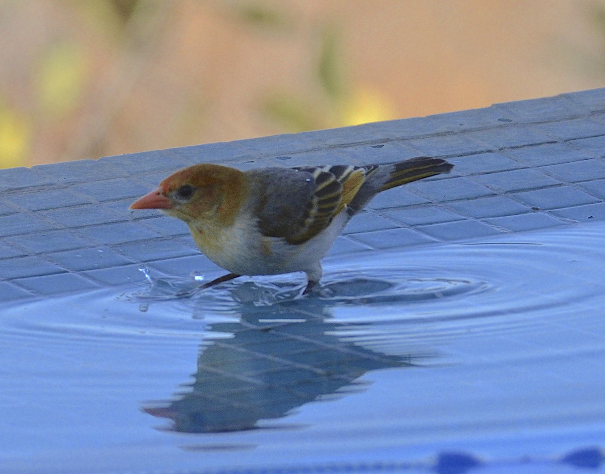 Red-headed Weaver - ML171726001