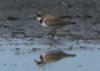 Semipalmated Plover - ML171726051