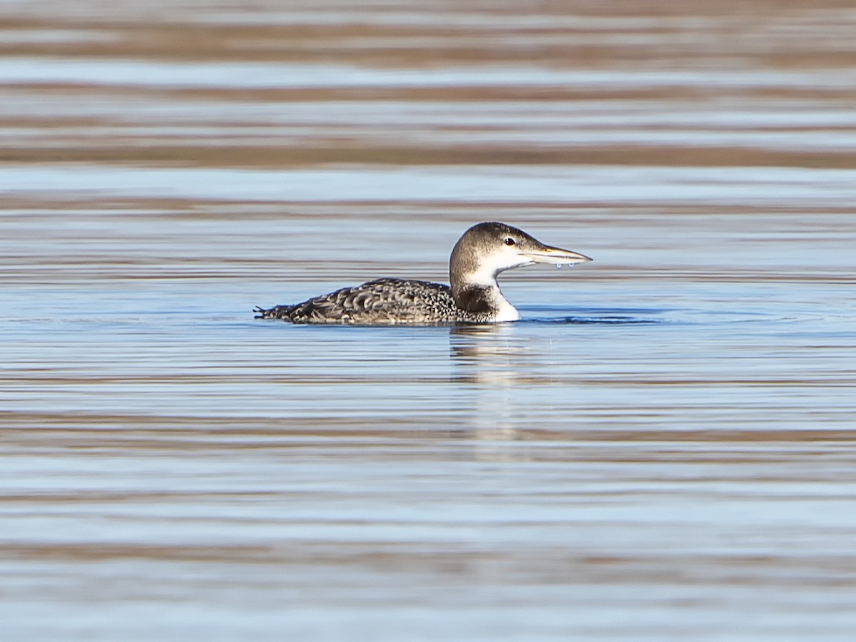 Common Loon - ML171727621