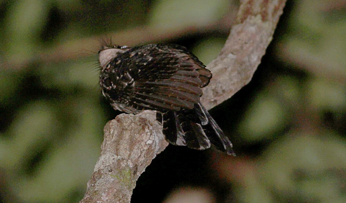 Папуанский совиный козодой - ML171728111