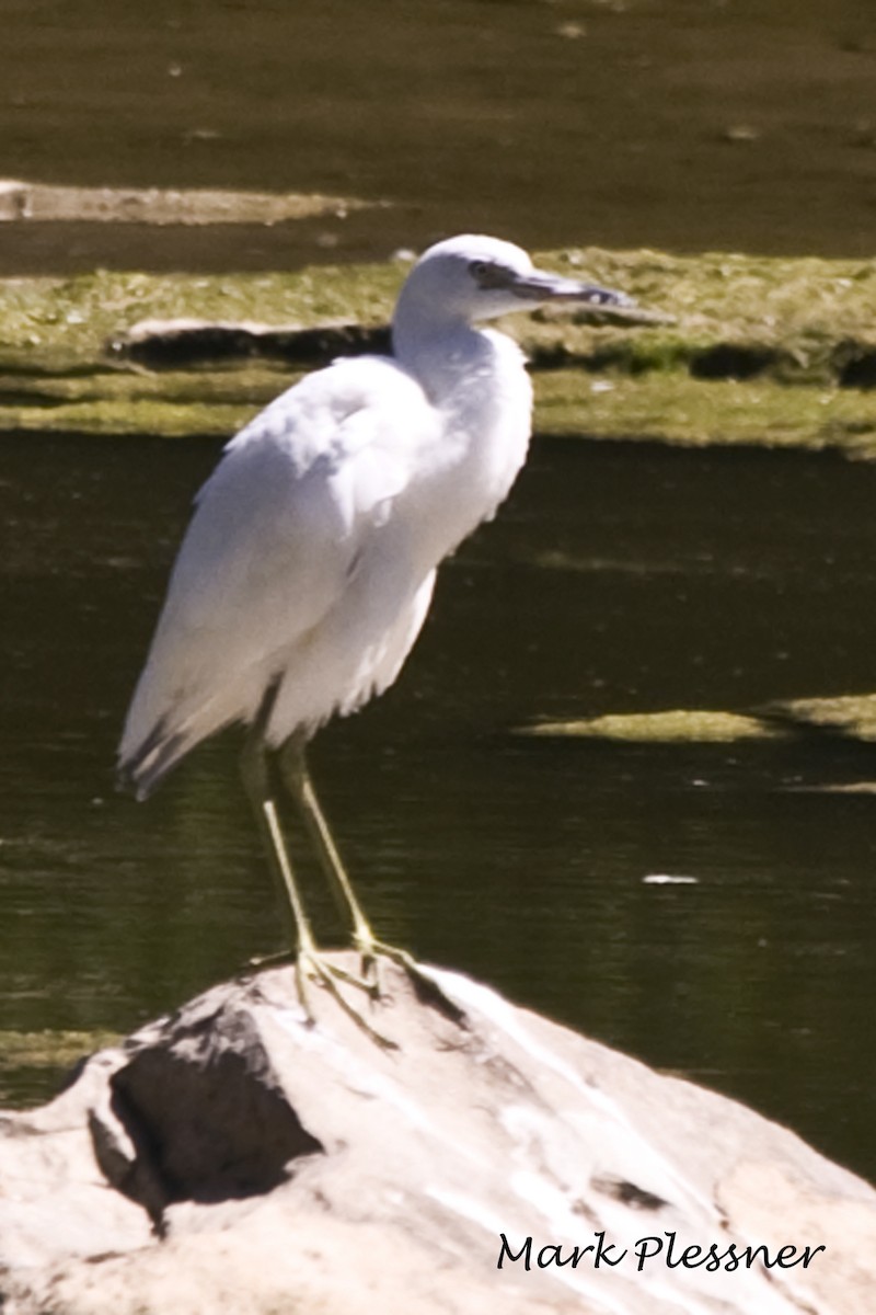 Little Blue Heron - Mark Plessner