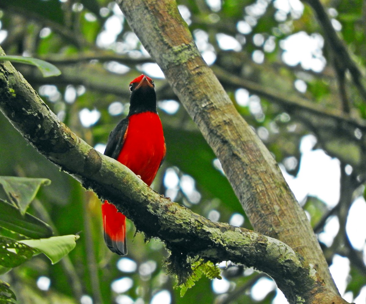 Black-necked Red-Cotinga - ML171728611