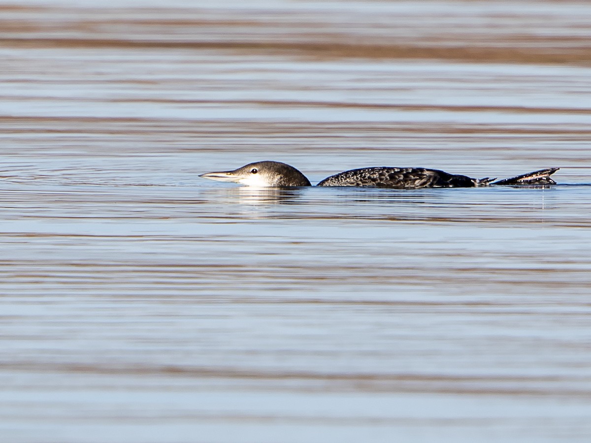 Common Loon - ML171729031
