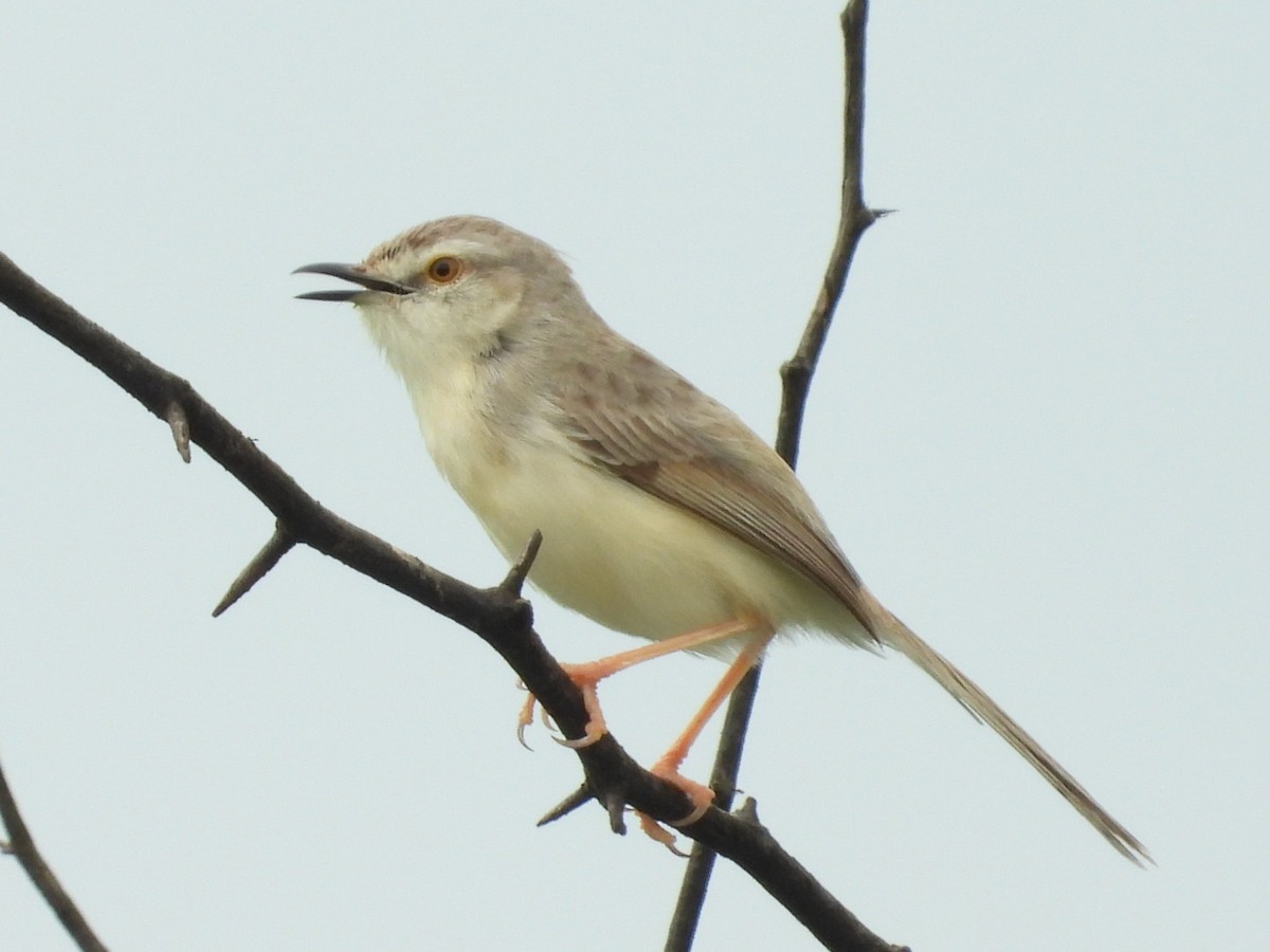 Plain Prinia - ML171729601