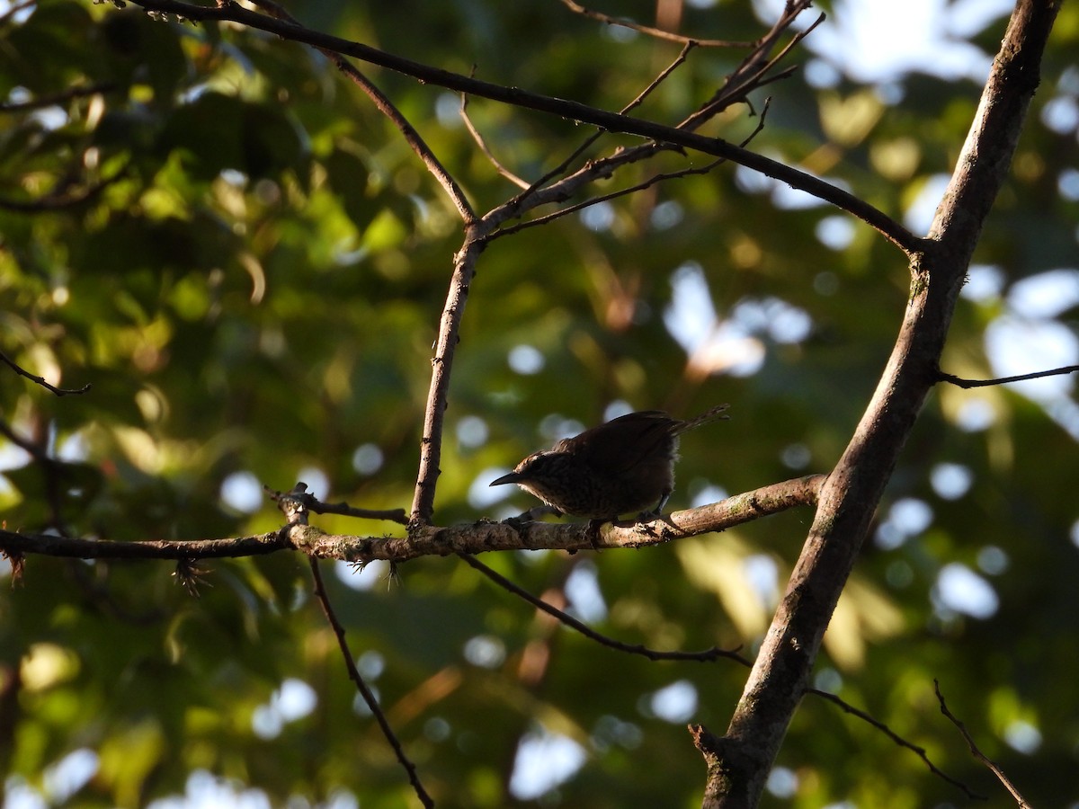 Spot-breasted Wren - ML171730101