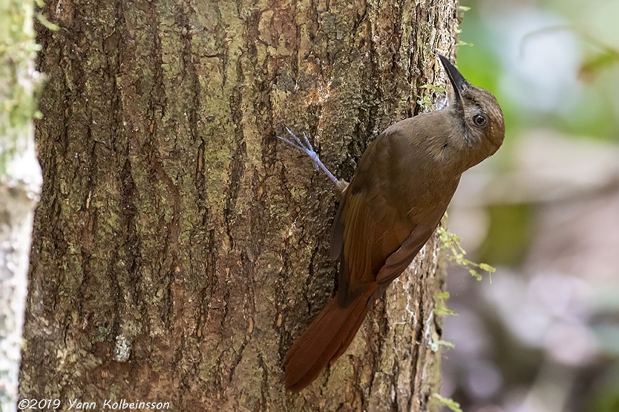 Plain-brown Woodcreeper - Yann Kolbeinsson