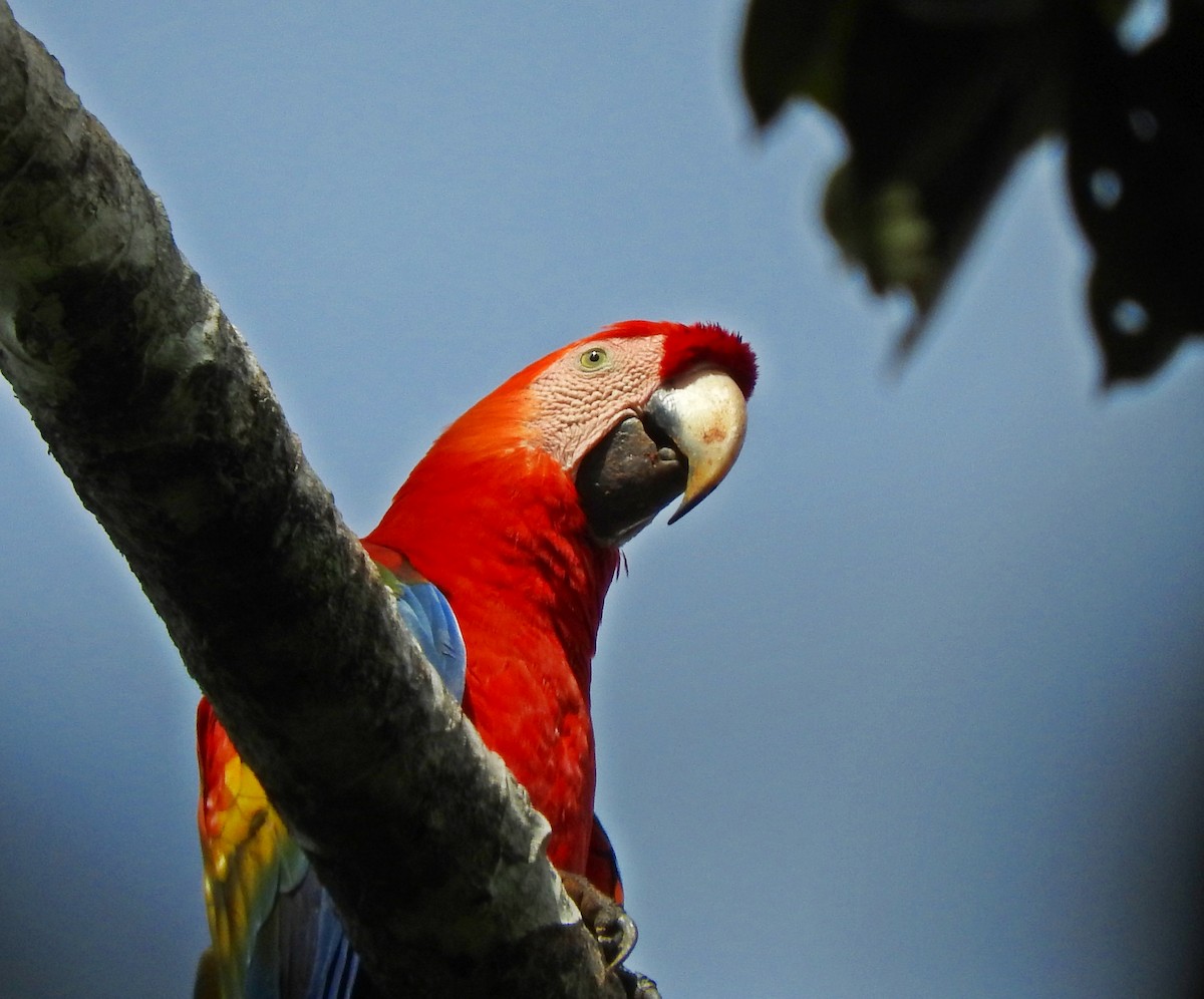 Scarlet Macaw - ML171730781