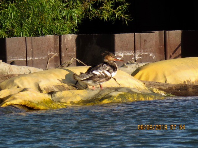 Red-breasted Merganser - ML171732051