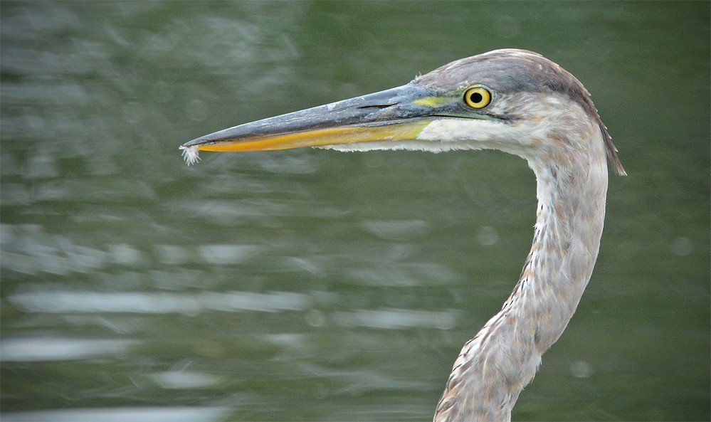 Great Blue Heron - Dick Horsey