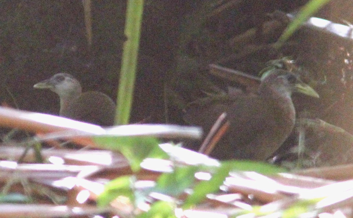 New Guinea Flightless Rail - Ashley Banwell