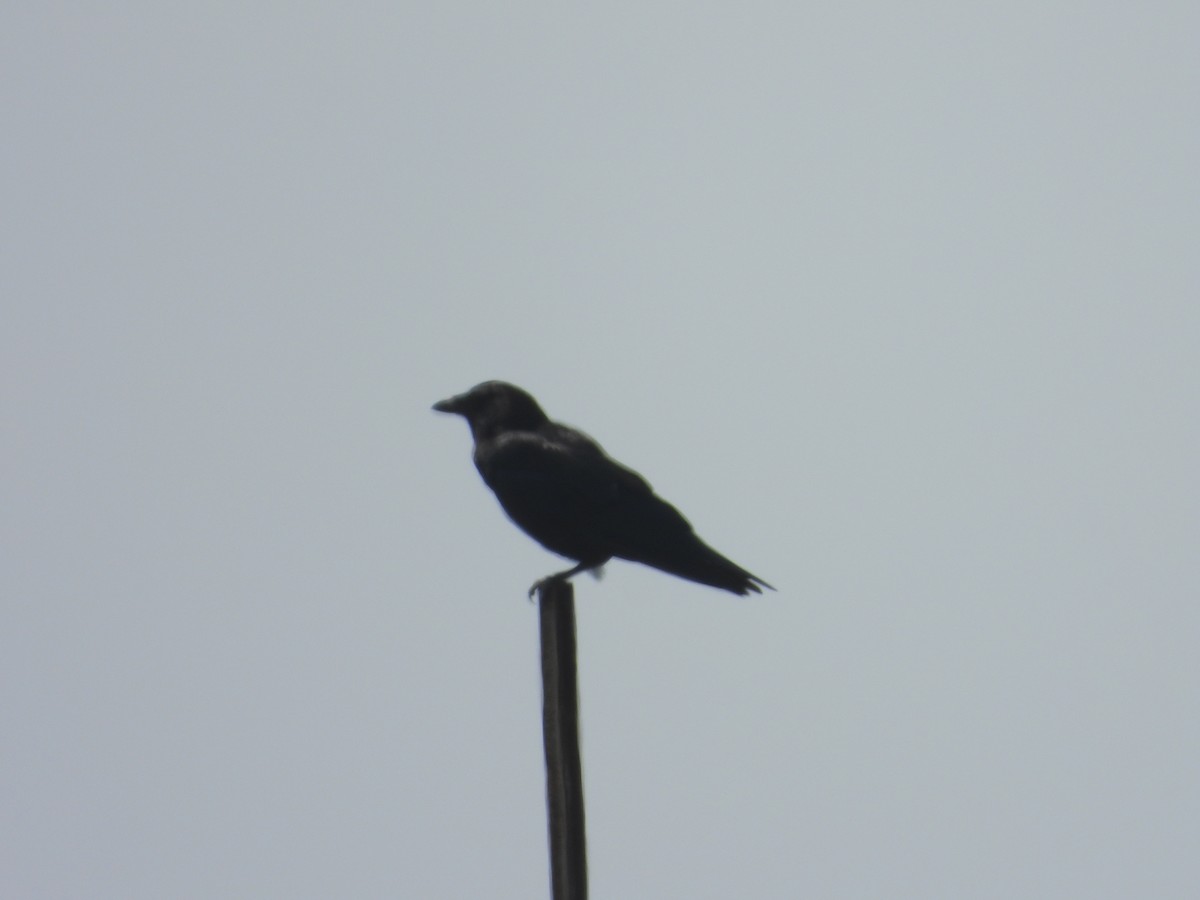 American Crow - ML171736351