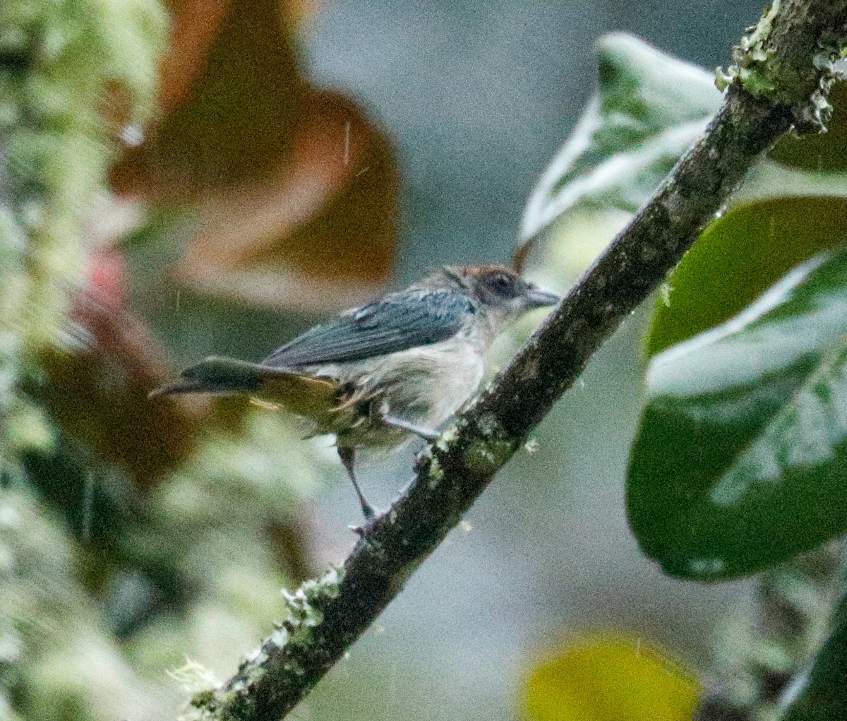 Scrub Tanager - Susan Mac