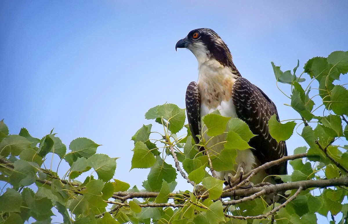 Osprey - Yves Gauthier (Mtl)