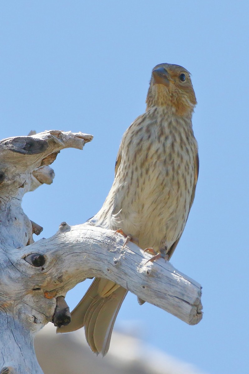 Cassin's Finch - ML171738981