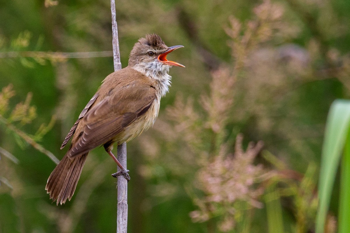 Great Reed Warbler - Andy Butler