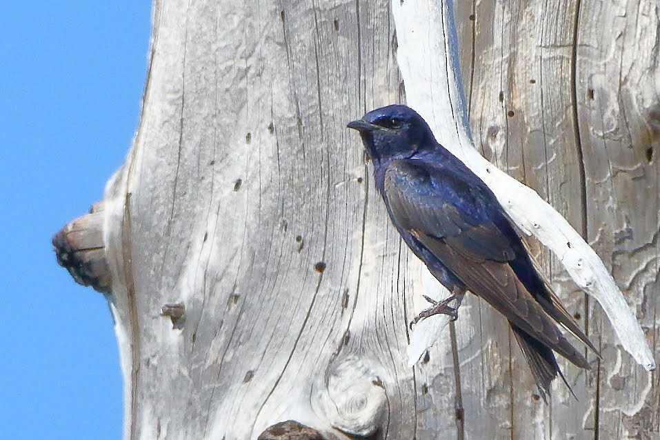 Purple Martin - Keith Leland