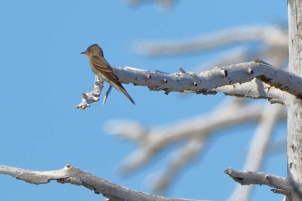 Western Wood-Pewee - Keith Leland