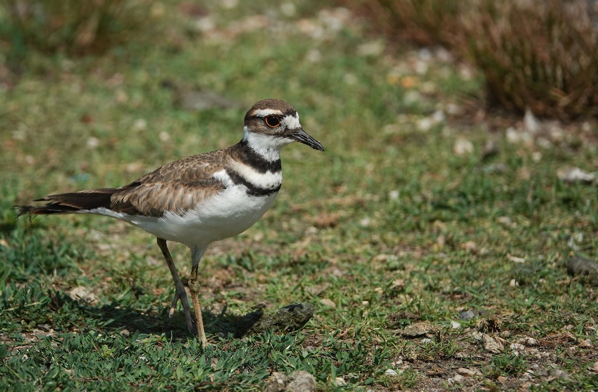 Killdeer - ML171740091