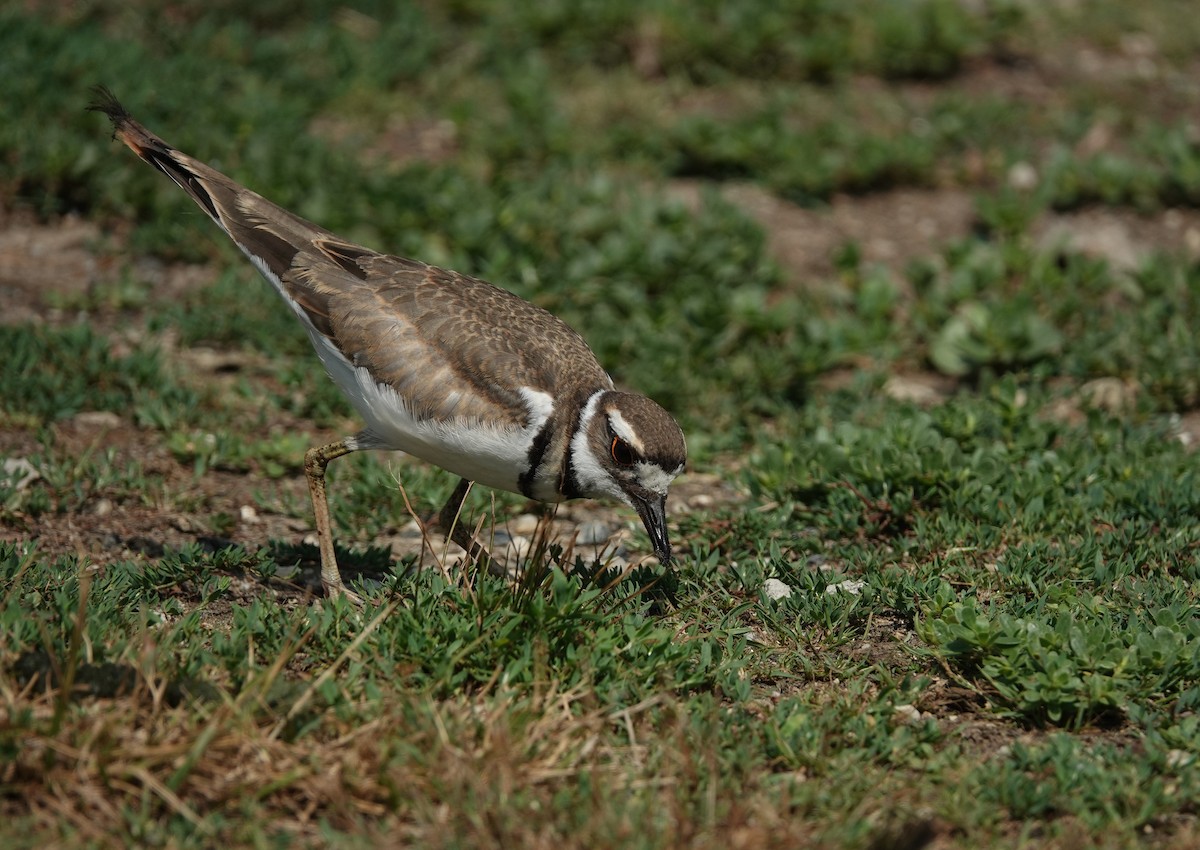 Killdeer - ML171740111