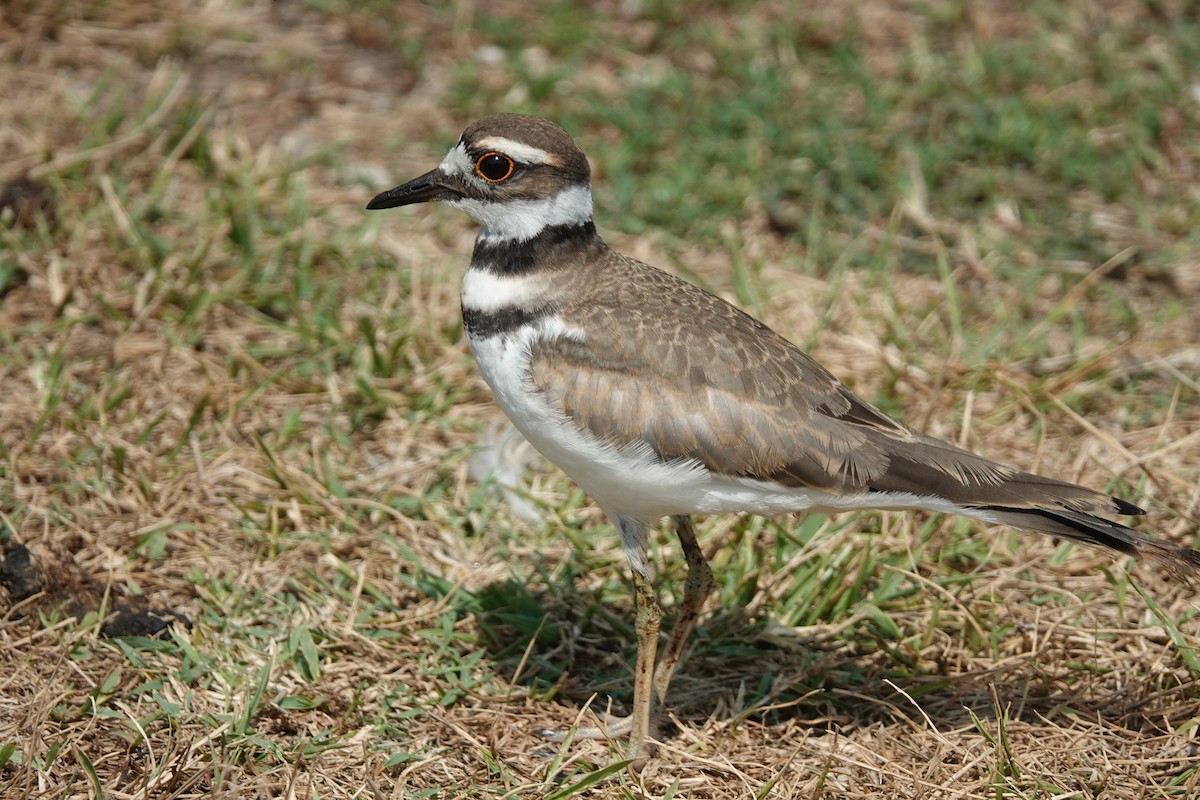 Killdeer - ML171740191